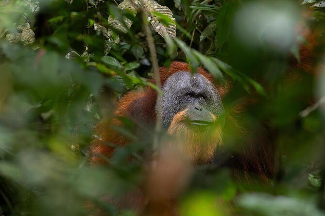 1 Day Ethical Jungle Trek in Bukit Lawang at Sumatra - Key Points Before You Book