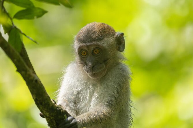 1 Day Ethical Jungle Trek in Bukit Lawang at Sumatra - Local Fruit and a Jungle Lunch