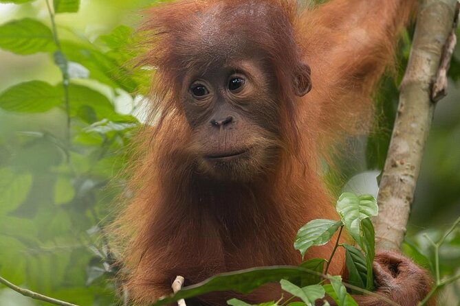 1 Day Ethical Jungle Trek in Bukit Lawang at Sumatra - The Afternoon Trail and the Jungle Taxi