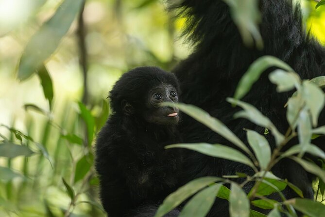 1 Day Ethical Jungle Trek in Bukit Lawang at Sumatra - What the $93.92 Price Really Covers