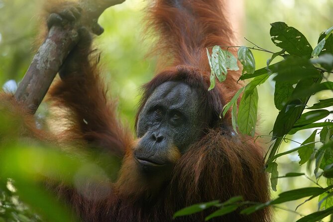 1 Day Ethical Jungle Trek in Bukit Lawang at Sumatra - Communication, Organization, and Guide Quality