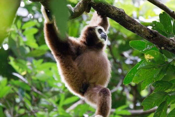 1 Day Ethical Jungle Trekking - Orangutans and other wildlife along the trail