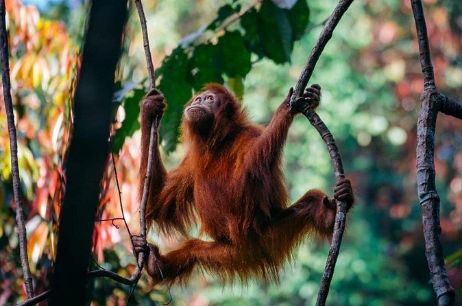 1 Day Ethical Jungle Trekking - Is $126.12 a fair price?