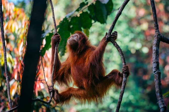 1 Day Ethical Jungle Trekking - Walking into Gunung Leuser National Park