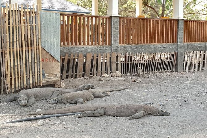 1- day Komodo island Tour hopping around by Speed Boat - Kanawa Island, the final swim