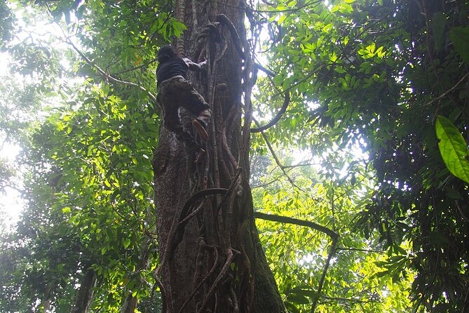 2-Day Jungle Trekking & Rafting in North Sumatra - Camping under the jungle sky
