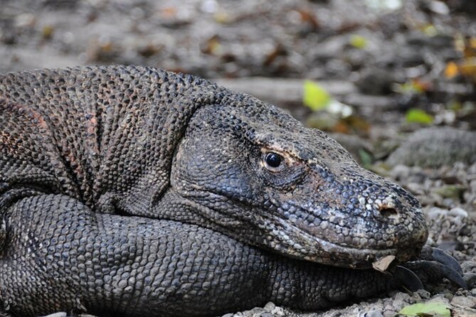 2-Day Komodo National Park and Rinca Island Wildlife Adventure from Bali - Why this two-day trip is worth considering