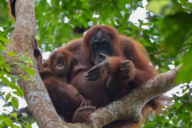 2 Days 1 Night Ethical Jungle Trekking - Five things to know before you go