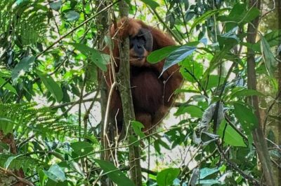 2 Days 1 Night Ethical Jungle Trekking