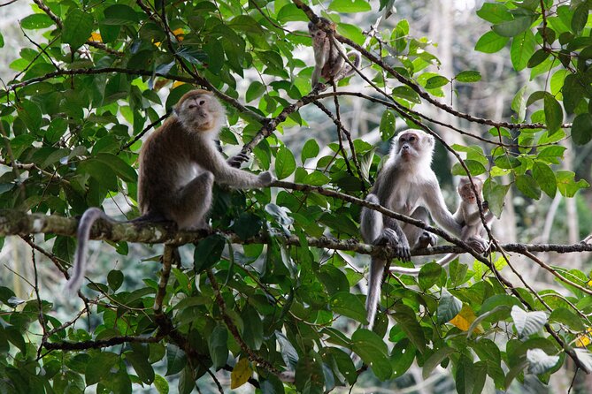2 Days 1 Night Ethical Jungle Trekking - Useful planning details before departure