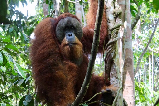 2 Days 1 Night in THE JUNGLE Mount Leuser ( See ORANGUTAN) - What makes this Bukit Lawang trek worth considering