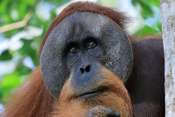 2 Days 1 Night in THE JUNGLE Mount Leuser ( See ORANGUTAN) - Starting at 9:00 am in Bukit Lawang