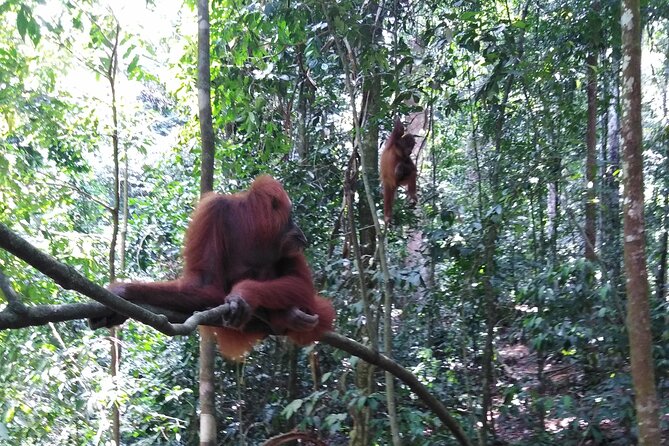 2 Days 1 Night in THE JUNGLE Mount Leuser ( See ORANGUTAN) - Day two: more wildlife or a waterfall break