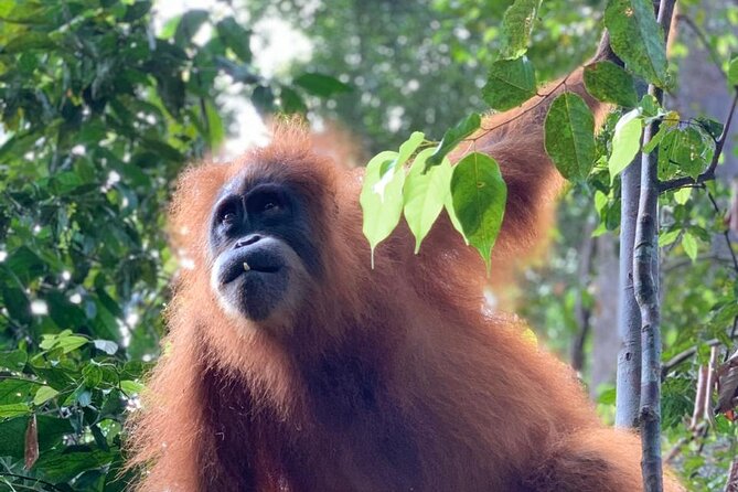 2 Days 1 Night in THE JUNGLE Mount Leuser ( See ORANGUTAN) - The guide team can shape the experience
