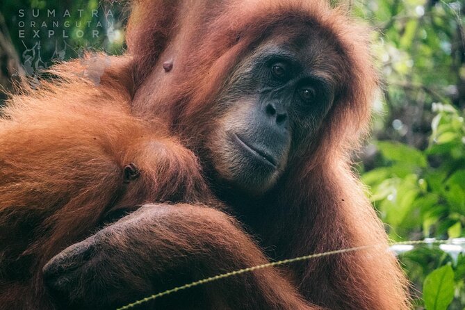 2 Days and 1 Night Ethical Jungle Trek - Key points at a glance