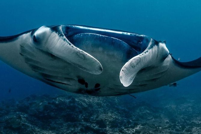 2 Days Discover Scuba Diving in Nusa Lembongan - Scuba Initiation - Key Points at a Glance