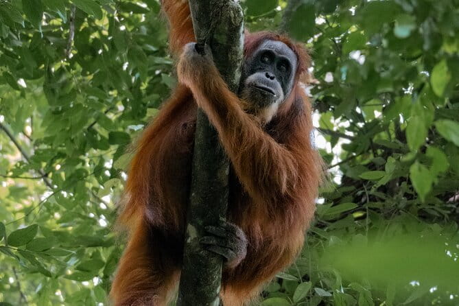 2 Days Ethical Jungle Trek in Sumatra - Starting at 9:00 in Bukit Lawang