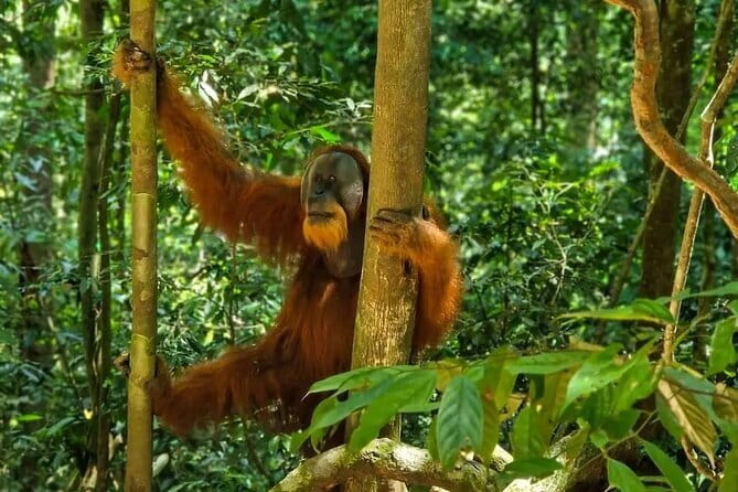 2 Days Ethical Jungle Trek in Sumatra - Day 2, more forest and a river return