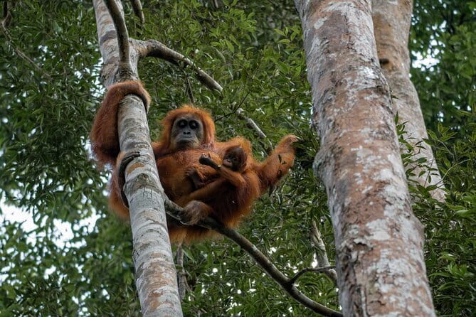 2 Days Ethical Jungle Trek in Sumatra - What the $157.05 price really covers
