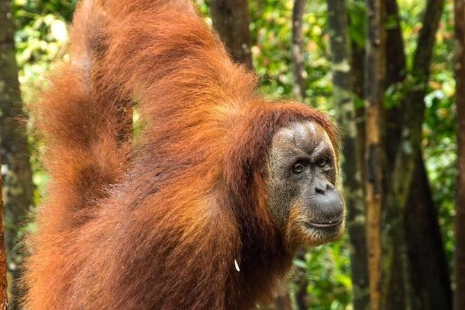 2 Days Ethical Jungle Trek in Sumatra - Guides, safety, and the ethical promise