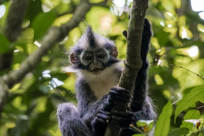 2 Days Ethical Jungle Trek in Sumatra - Walking through the rainforest on Day 1