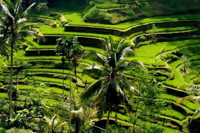 2 Days Mount Batur Sunrise Trekking With Private Ubud Day Tour - Eight hours exploring Ubud on day two