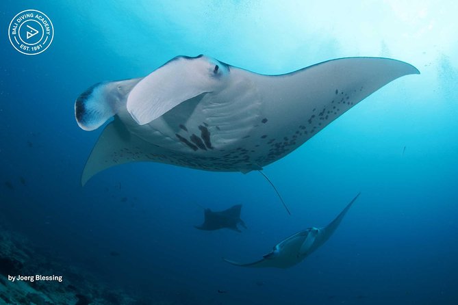 2 or 3 dives in Nusa Lembongan and Penida, for certified diver (in Lembongan) - Key points to know before you book
