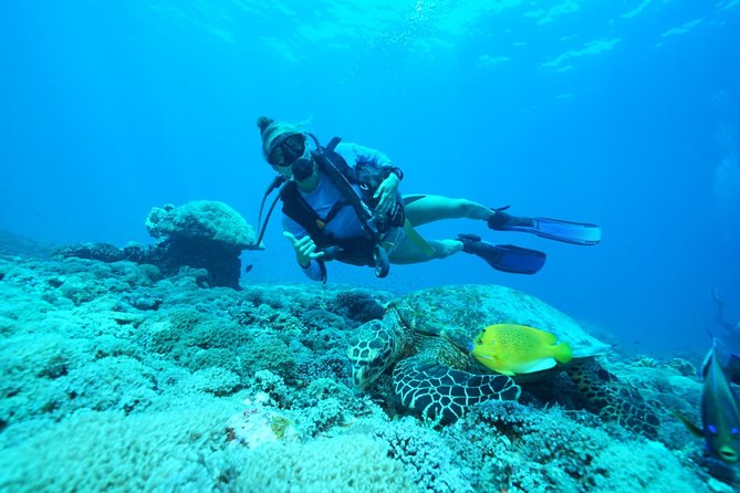 2 or 3 dives in Nusa Lembongan and Penida, for certified diver (in Lembongan) - Why Nusa Penida is the draw