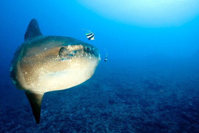 2 or 3 dives in Nusa Lembongan and Penida, for certified diver (in Lembongan) - Crystal Bay and the chance of a mola mola