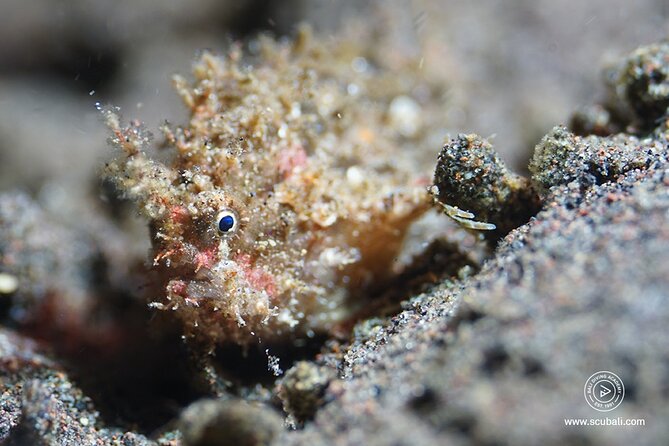 2 or 3 dives in Nusa Lembongan and Penida, for certified diver (in Lembongan) - Gamat Bay and changing site plans