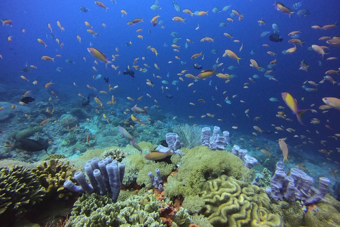 2 or 3 dives in Nusa Lembongan and Penida, for certified diver (in Lembongan) - Starting at the Lembongan shop