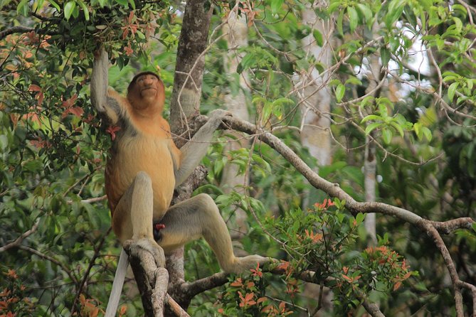 2Ns Orangutan Kelotok Tour in Tanjung Puting Kalimantan - Borneo - Wildlife watching along the Sekonyer River
