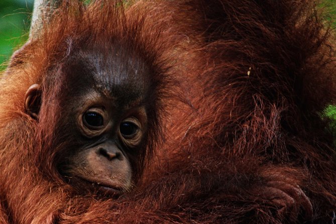 2Ns Orangutan Kelotok Tour in Tanjung Puting Kalimantan - Borneo - Meals, sleeping arrangements, and daily comfort