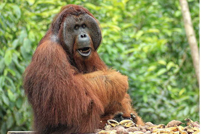 2Ns Orangutan Kelotok Tour in Tanjung Puting Kalimantan - Borneo - Who will enjoy this private three-day trip