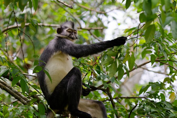 3-Day Bukit Lawang Tour Including 1-Day Ethical Jungle Trekking - Why this three-day plan works