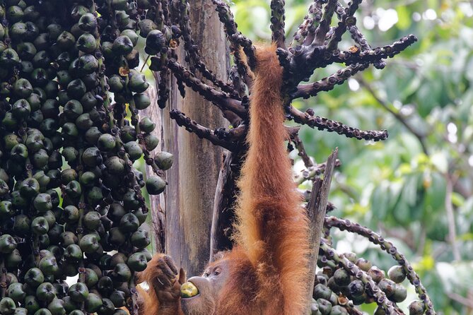 3-Day Bukit Lawang Tour Including 1-Day Ethical Jungle Trekking - What the private format adds