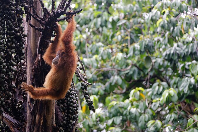 3-Day Bukit Lawang Tour Including 1-Day Ethical Jungle Trekking - Is $392.62 good value?