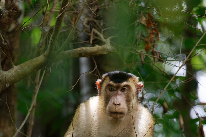 3-Day Bukit Lawang Tour Including 1-Day Ethical Jungle Trekking - Who should book this Bukit Lawang trip?