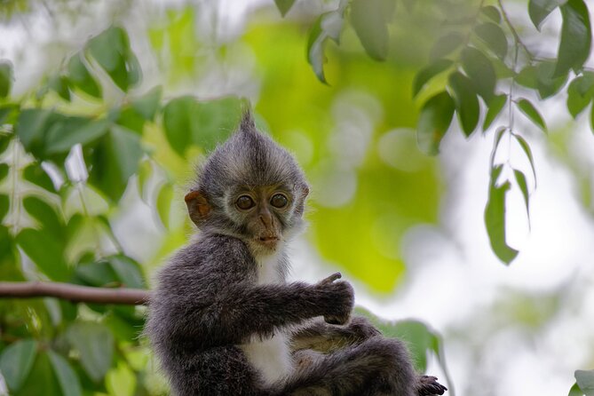 3-Day Bukit Lawang Tour Including 1-Day Ethical Jungle Trekking - Practical details that affect your decision