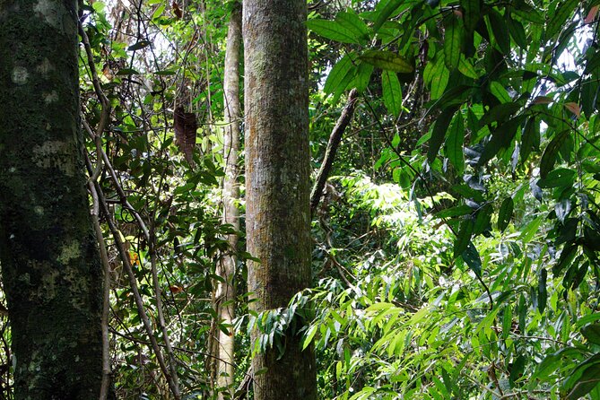 3-Day Bukit Lawang Tour Including 1-Day Ethical Jungle Trekking - Day one: the long road from Medan to Bukit Lawang
