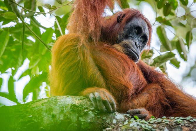 3-Day Ethical Orangutan Jungle Trek | Bukit Lawang, Sumatra - Key Points Before You Book