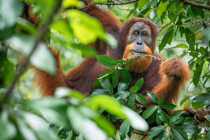 3-Day Ethical Orangutan Jungle Trek | Bukit Lawang, Sumatra - Why Three Days Makes Sense in Gunung Leuser