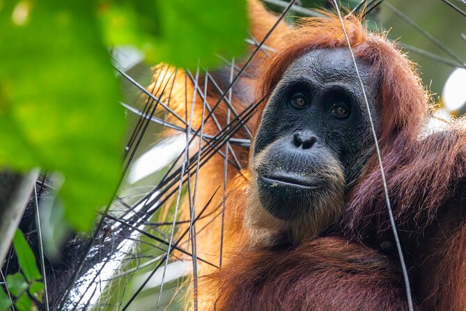 3-Day Ethical Orangutan Jungle Trek | Bukit Lawang, Sumatra - Two Basic Camps in the Forest