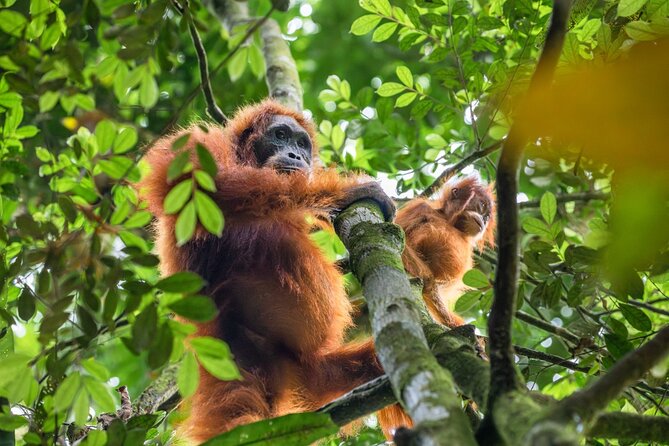 3-Day Ethical Orangutan Jungle Trek | Bukit Lawang, Sumatra - What the $205.37 Price Really Covers