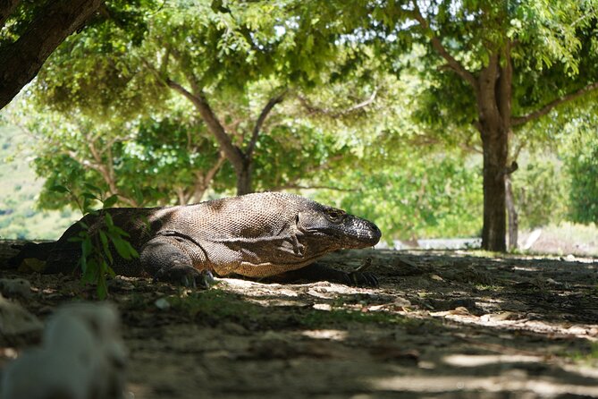 3 Days Deluxe Boat Private Cabin Sailing Trip in Komodo Island - Food, crew, communication, and onboard comfort