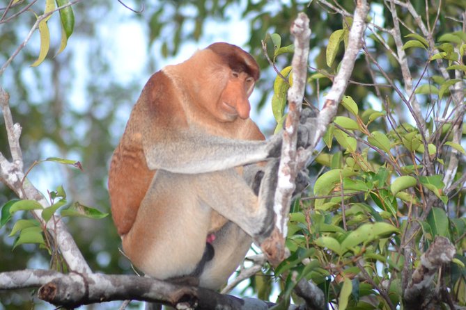 3 Days Deluxe Cabin Houseboat Orangutan Tanjung Puting - Why this Tanjung Puting boat trip works