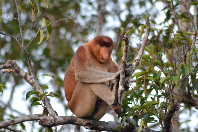 3 Days Deluxe Cabin Houseboat Orangutan Tanjung Puting - Day one, from Pangkalan Bun to the first feeding camp