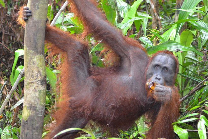 3 Days Deluxe Cabin Houseboat Orangutan Tanjung Puting - Day two, three hours of orangutan country