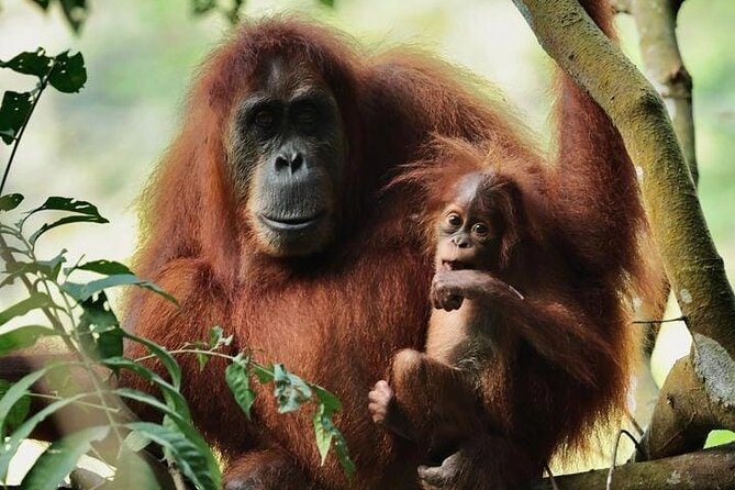 3 Days Orangutan Sumatra Jungle Trekking with Rafting - Key points at a glance