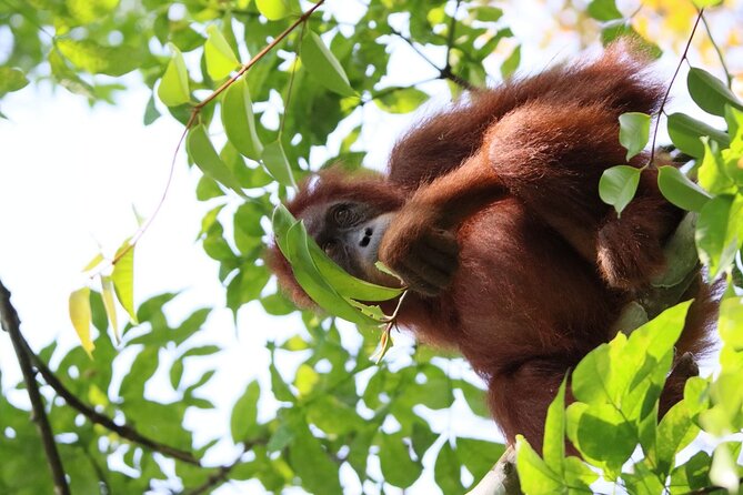 3 Days Orangutan Sumatra Jungle Trekking with Rafting - Heading into Gunung Leuser National Park